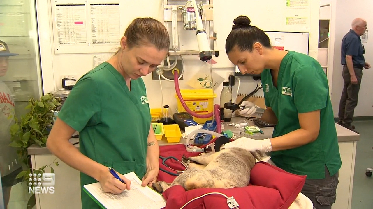 Koala Chlamydia vaccine