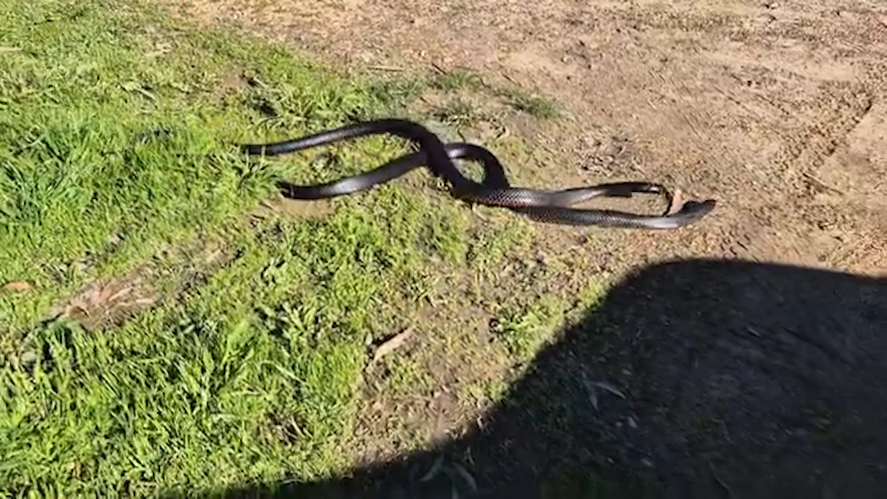 Victoria: T﻿wo large snakes filmed wrestling in Melbourne amid unusual  weather