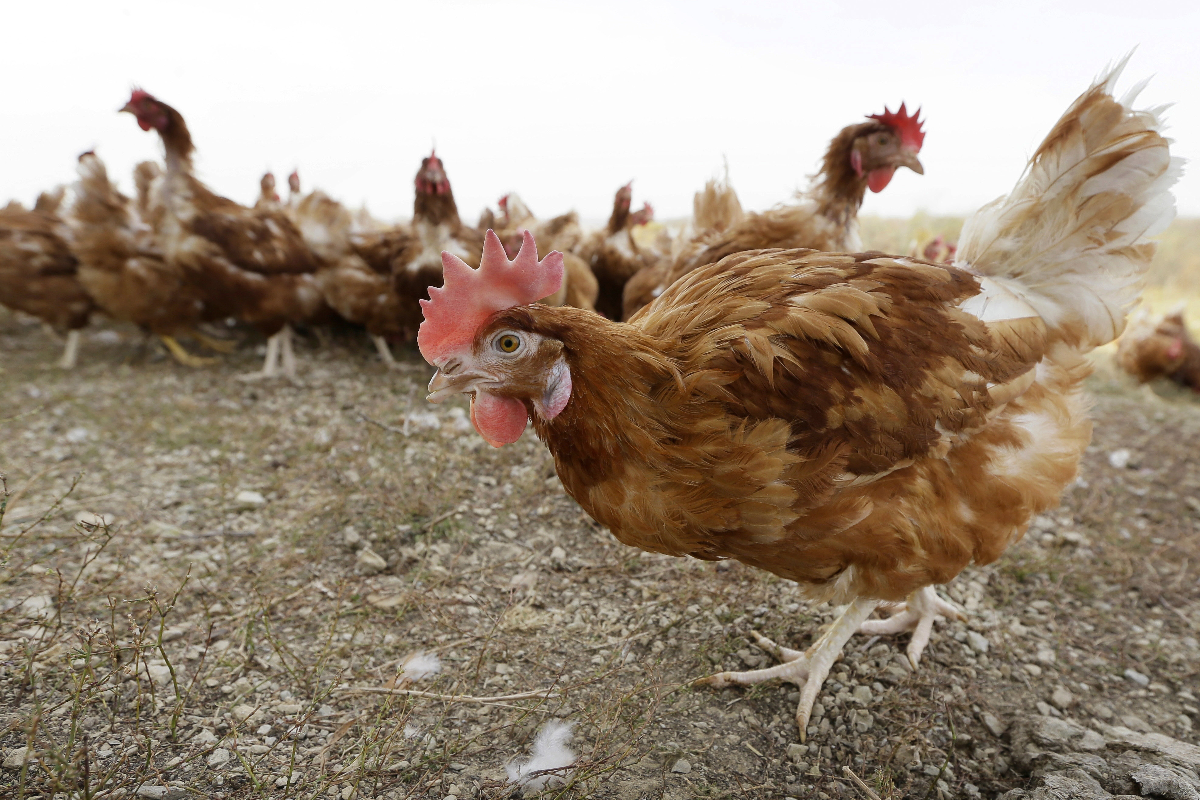 Un solo caso de gripe aviar provocará la muerte de 1,8 millones de chooks en EE. UU.