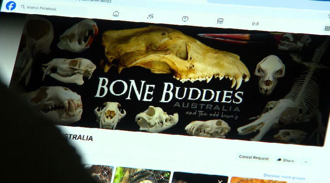 Police found the mother-of-five was a member of the "Bone Buddies Australia" Facebook group, commonly used to buy, swap and sell specimens online. 