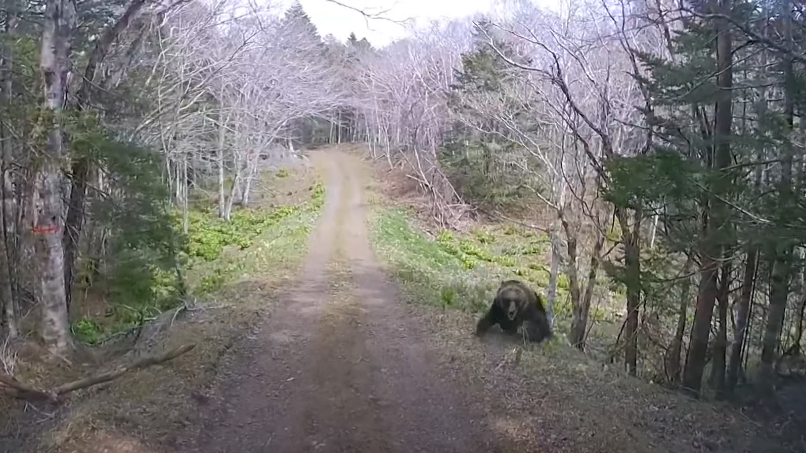 The bear filmed running onto the road in a forest in Hokkaido, Japan.