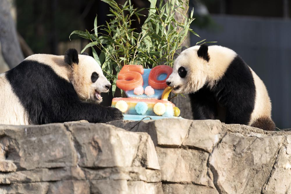 Giant pandas Mei Xiang, left and her cub Xiao Qi Ji eat a fruitsicle cake in celebration of the Smithsonian's National Zoo and Conservation Biology Institute, 50 years of achievement in the care, conservation, breeding and study of giant pandas. 