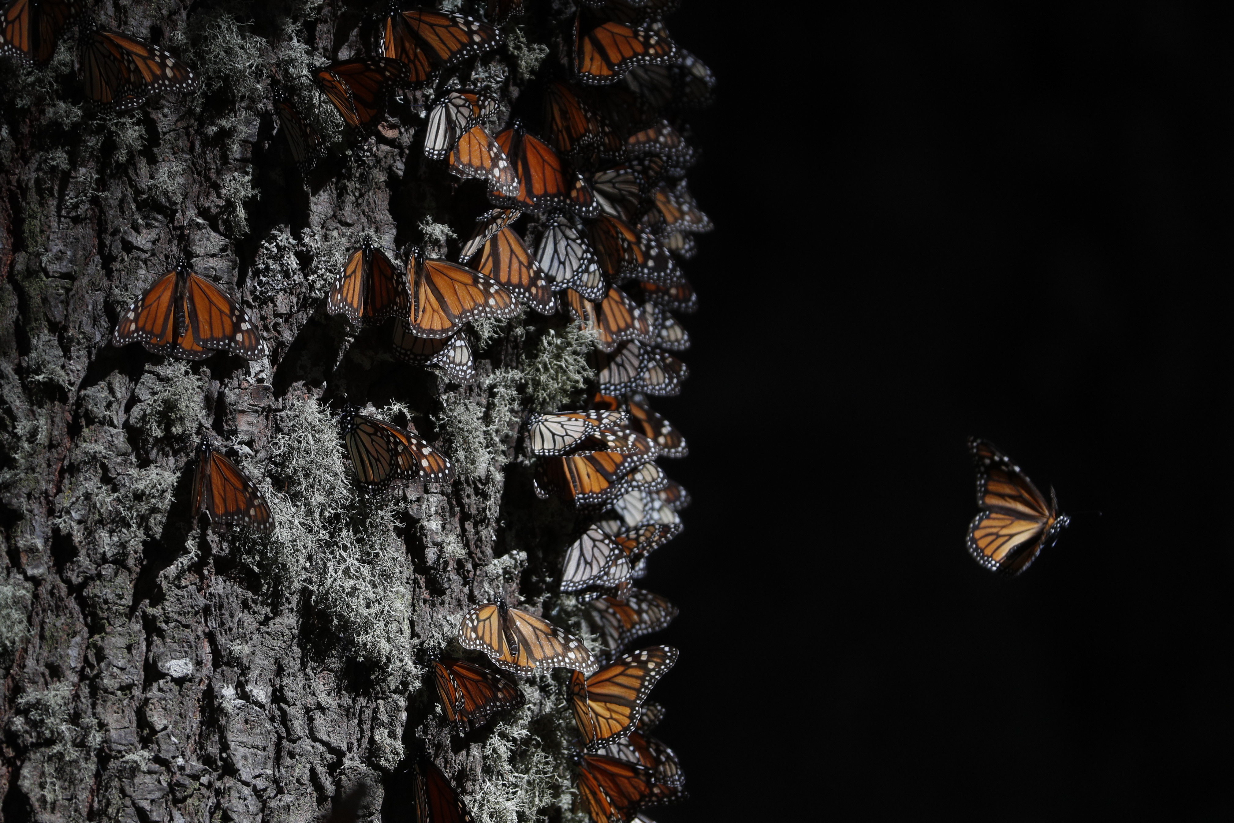 A monarch butterfly takes off from a tree trunk in the winter nesting grounds of El Rosario Sanctuary, near Ocampo, Michoacan state, Mexico, January 31, 2020.  The first monarch butterflies have appeared in the mountaintop forests of central Mexico where they spend the winter.  (AP Photo/Rebecca Blackwell, File)
