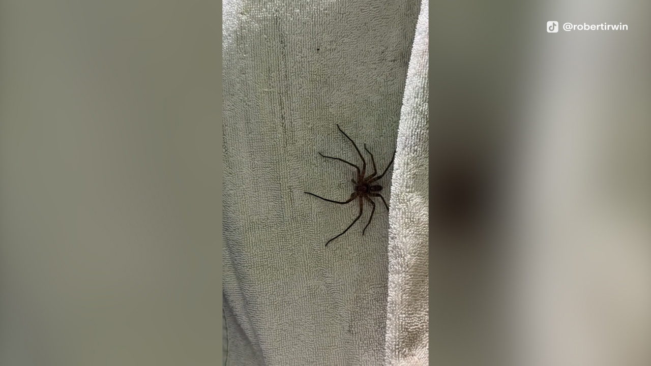 Robert Irwin huntsman spider 