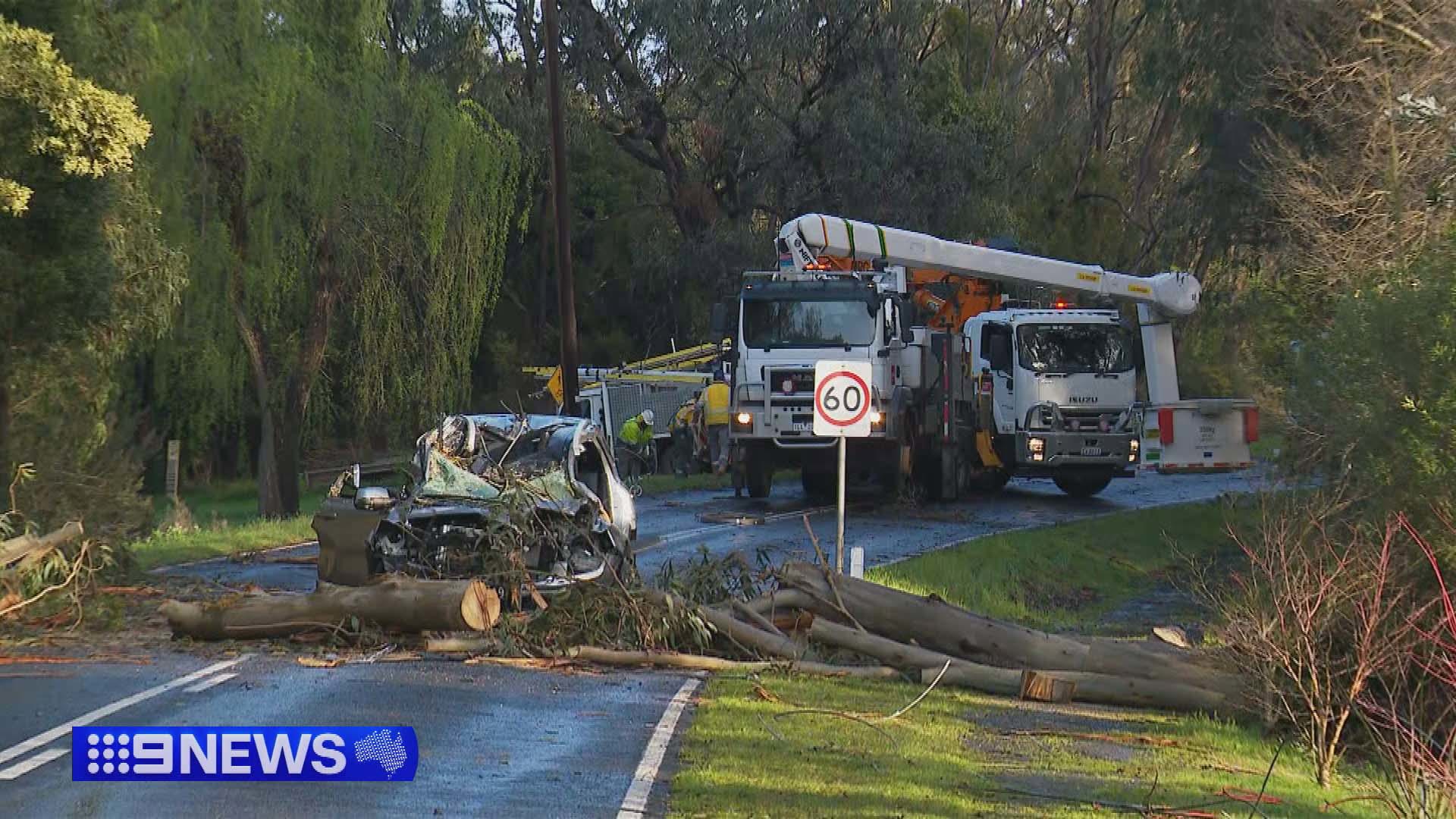 An elderly man was killed when a tree fell on his car while driving through Gellibrand.