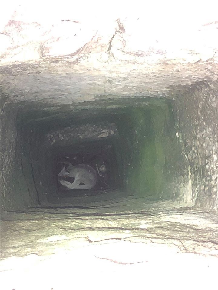 The kangaroo was found lying at the bottom of the 11m hole. 