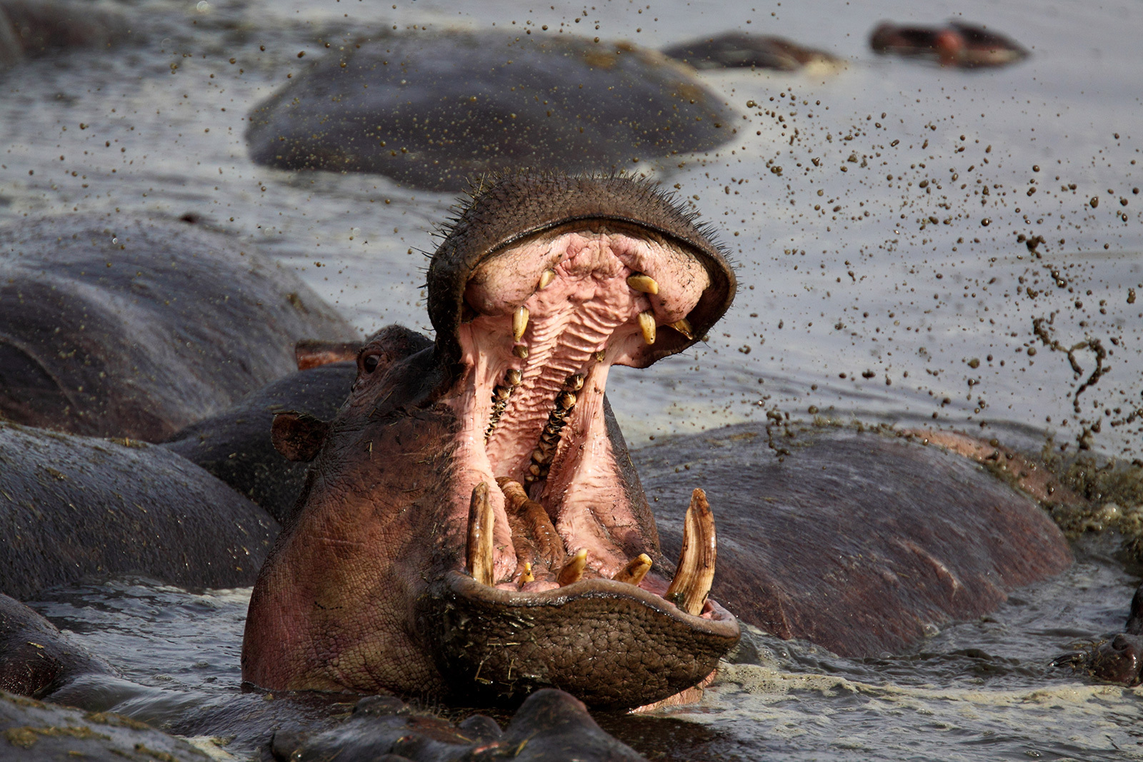 When a hippopotamus opens its mouth wide like this, that's a signal to get away as fast as possible.