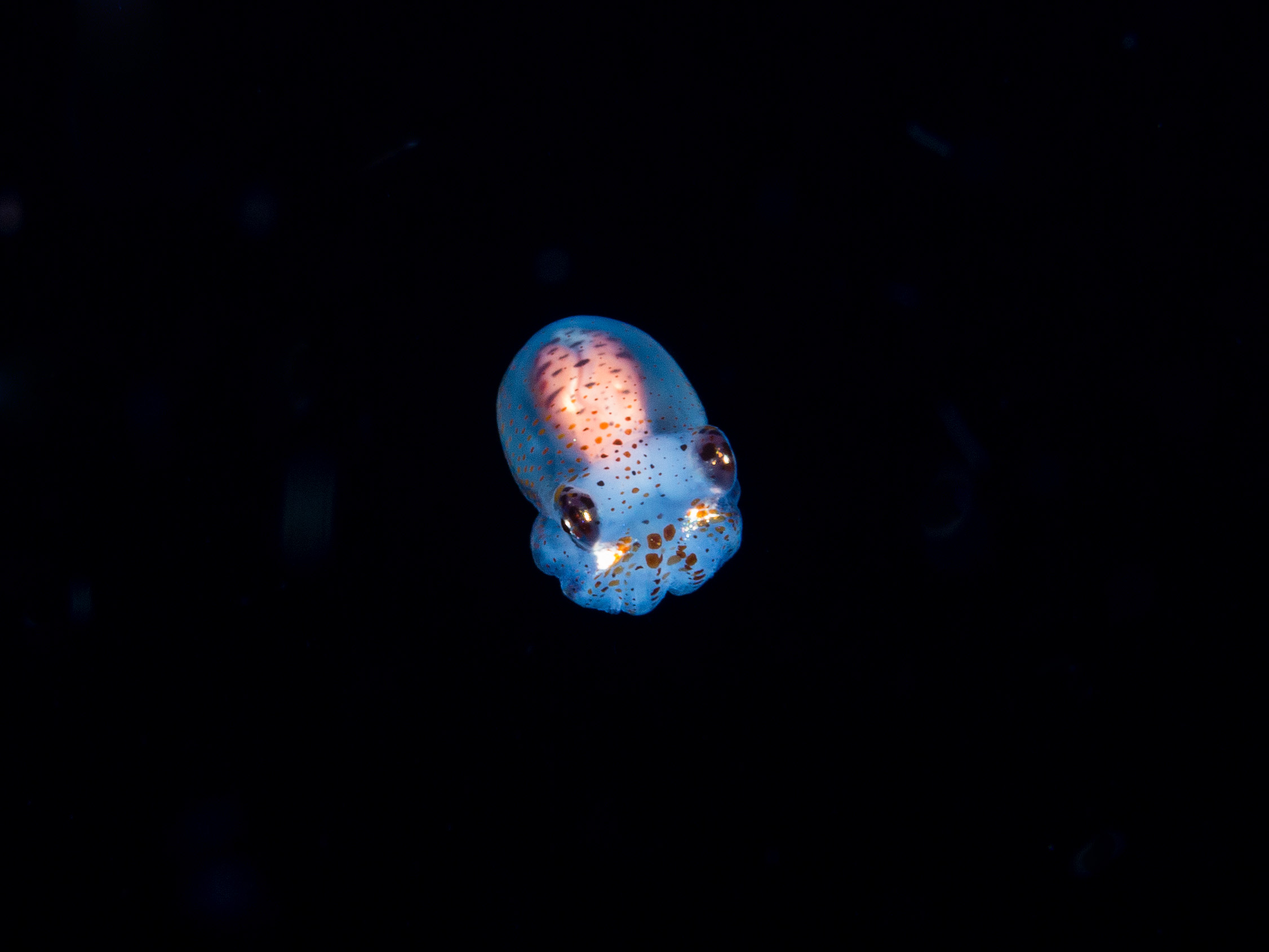 Bobtail glow squid