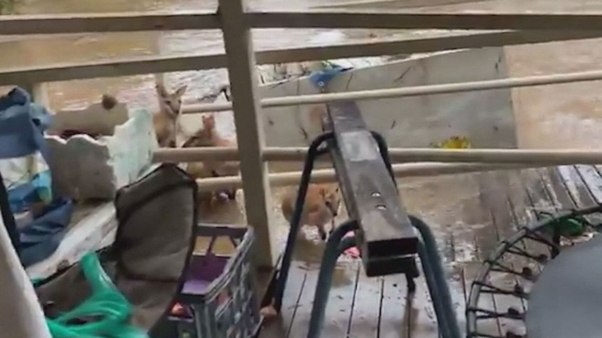 Davey filmed wallabies sheltering on her porch, as floodwaters encroached on her Fitzroy Crossing property. 
