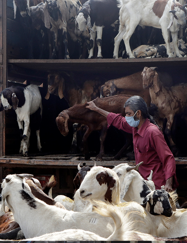 A man unload goats from a truck ahead of Eid festival in Mumbai, India, Saturday, July 18, 2020.(AP Photo/Rajanish Kakade)