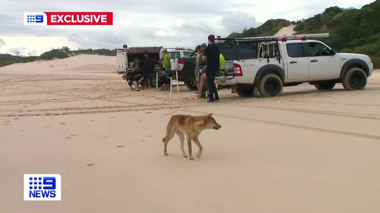A retiree has been forced to wade into the water to dodge a pack of dingoes on the Queensland island of K'gari, formerly known as Fraser Island.