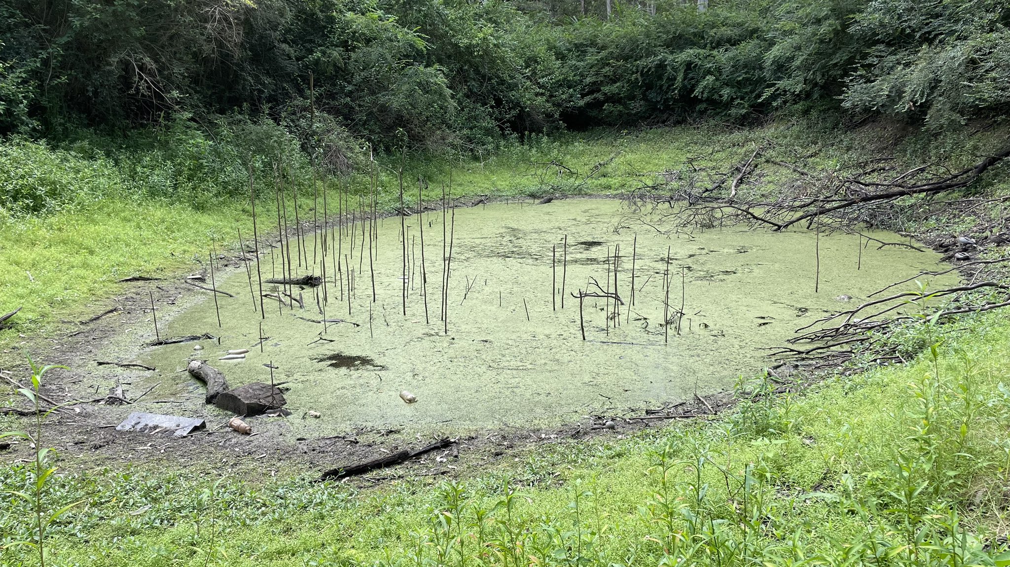 Mosquito populations have exploded due to the humid and wet weather conditions brought on by La Niña.
