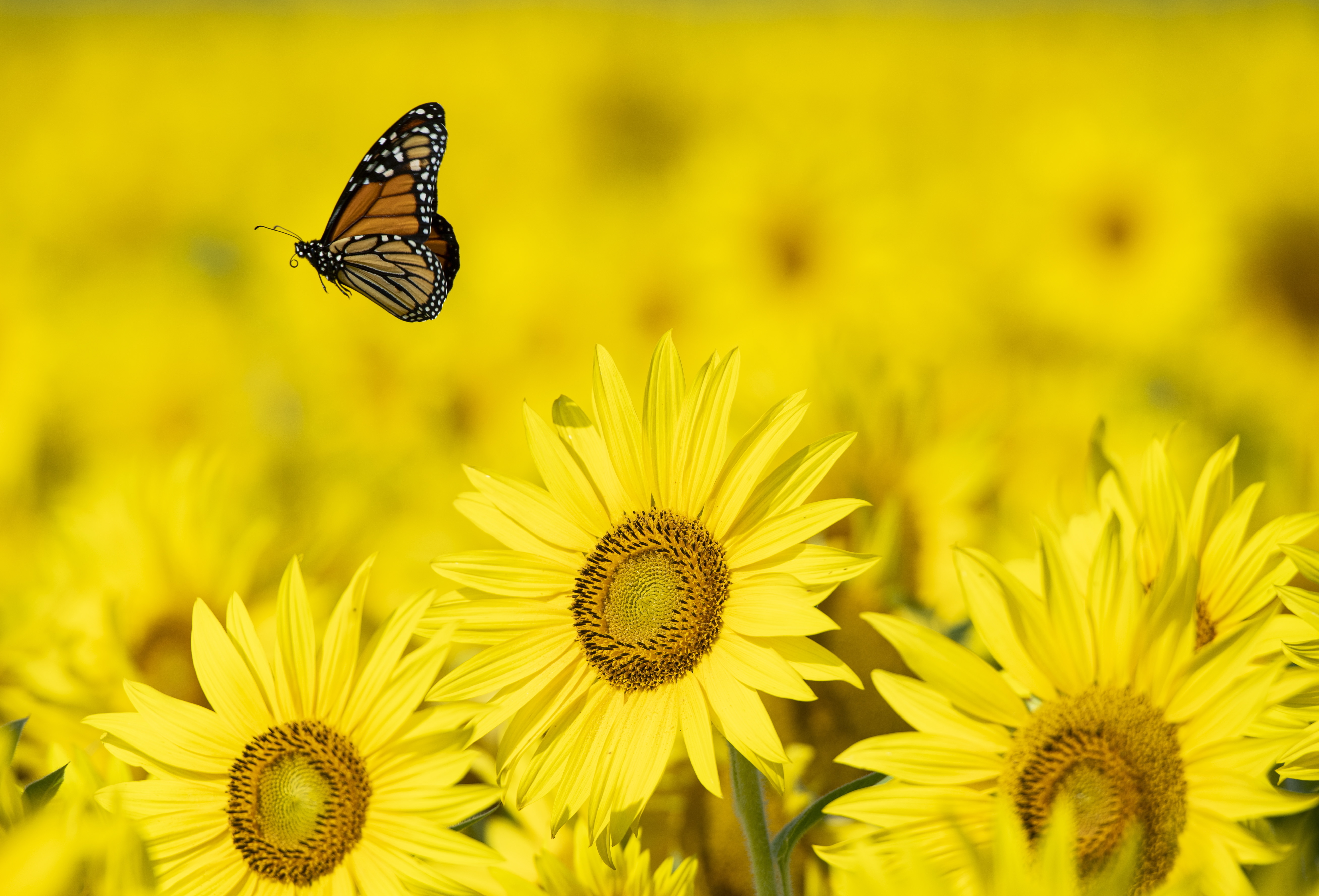 A monarch butterfly lifts off from a sunflower at the Central Experimental Farm in Ottawa, on Sunday, August 16, 2020. (Justin Tang/The Canadian Press via AP)