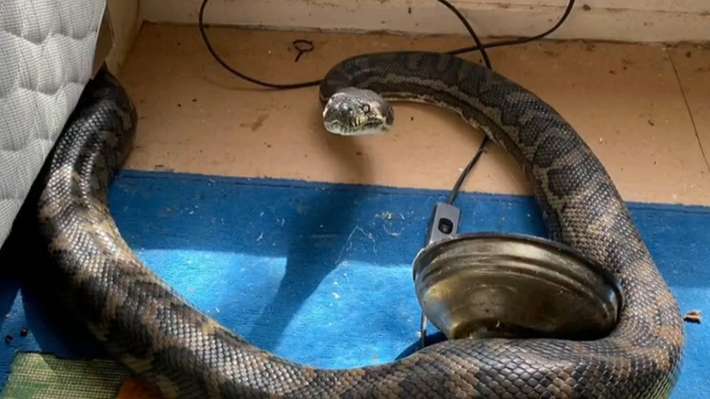 Are Australia’s snakes really the world’s deadliest? Common myths ...