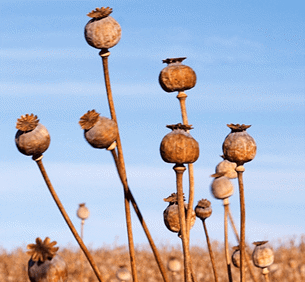 More than 1500 alkaloid poppy plant heads were stolen from the Ballarat farm recently.