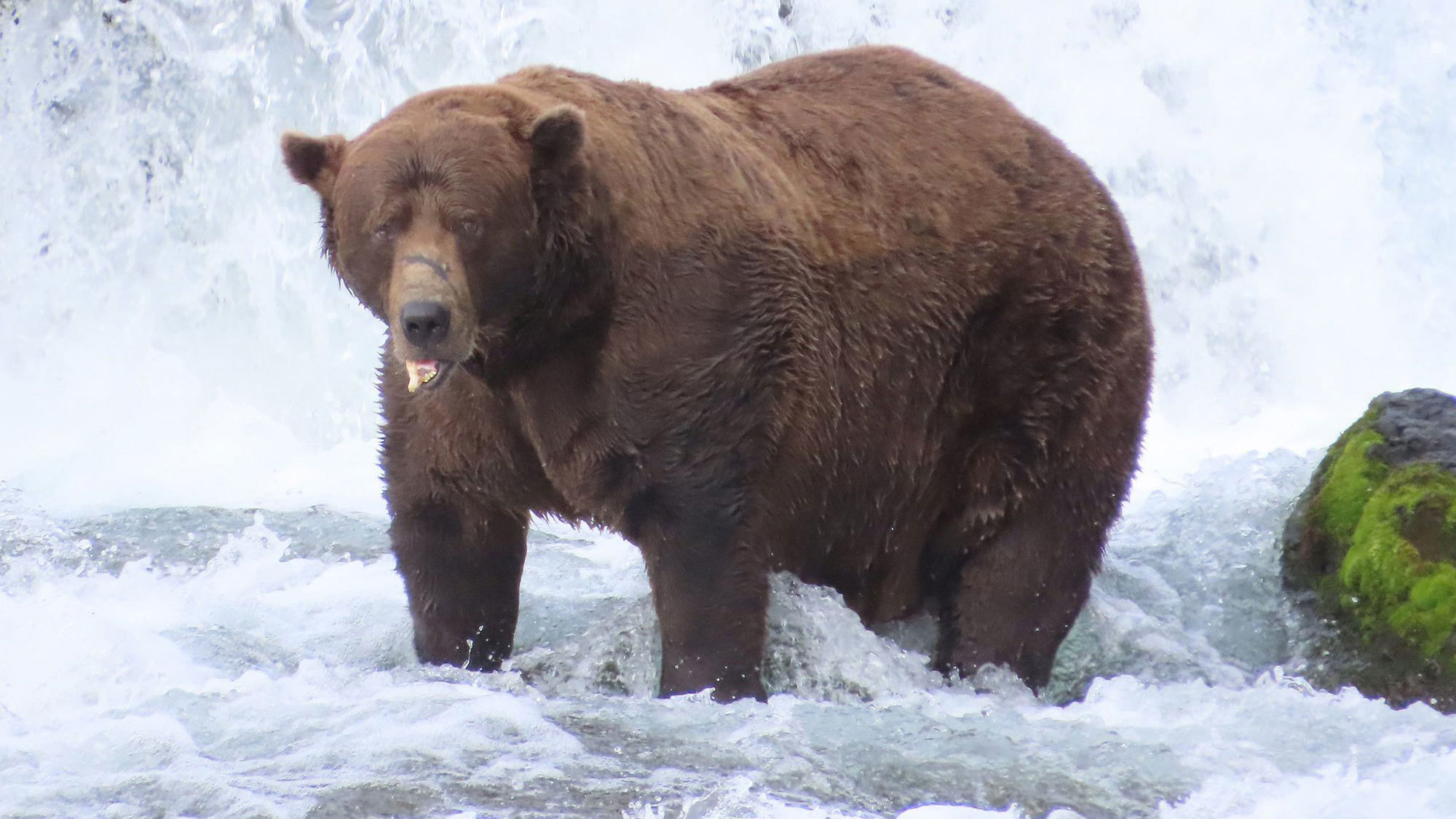Bear 32, Chunk, hunts for salmon in the Brooks River.