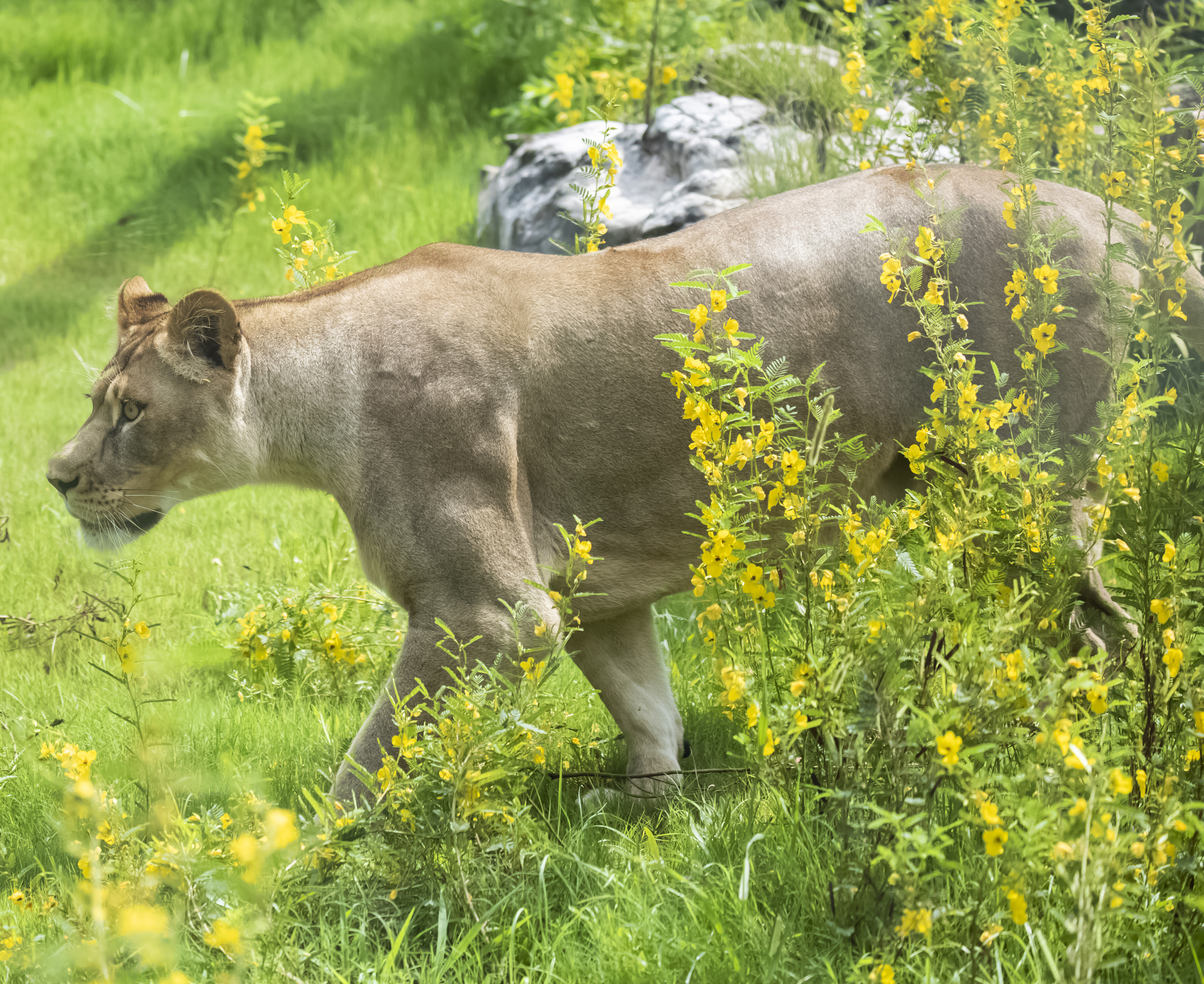 Kali Audubon Zoo Africa Savanna Exhibit August 7, 2019