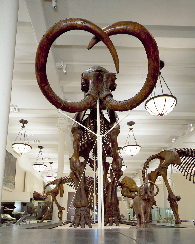 Why large, grazing animals such as the mammoth went extinct has been debated for more than 100 years