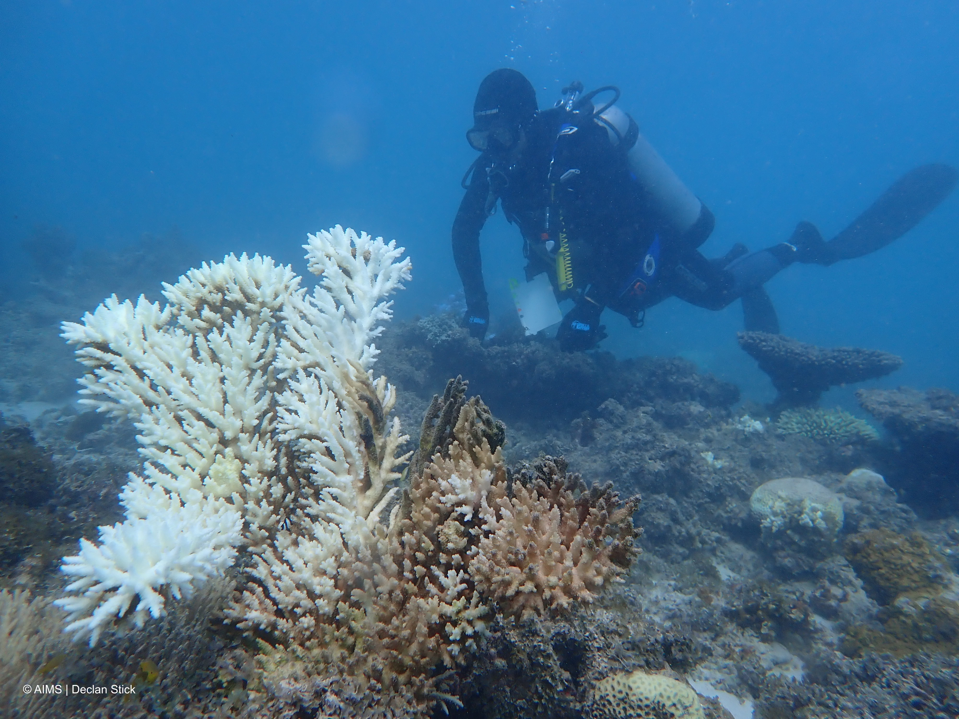 A prolonged marine heatwave has caused the worst coral bleaching event on record for Western Australia, according to a new scientific report.