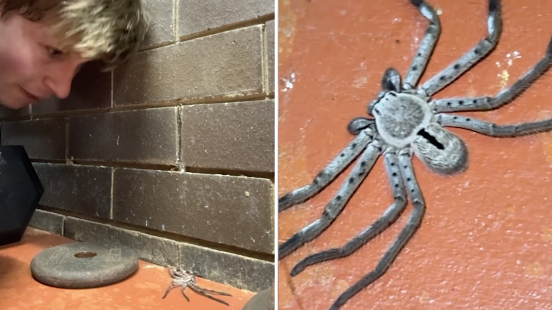 Robert Irwin spider discovery in gym