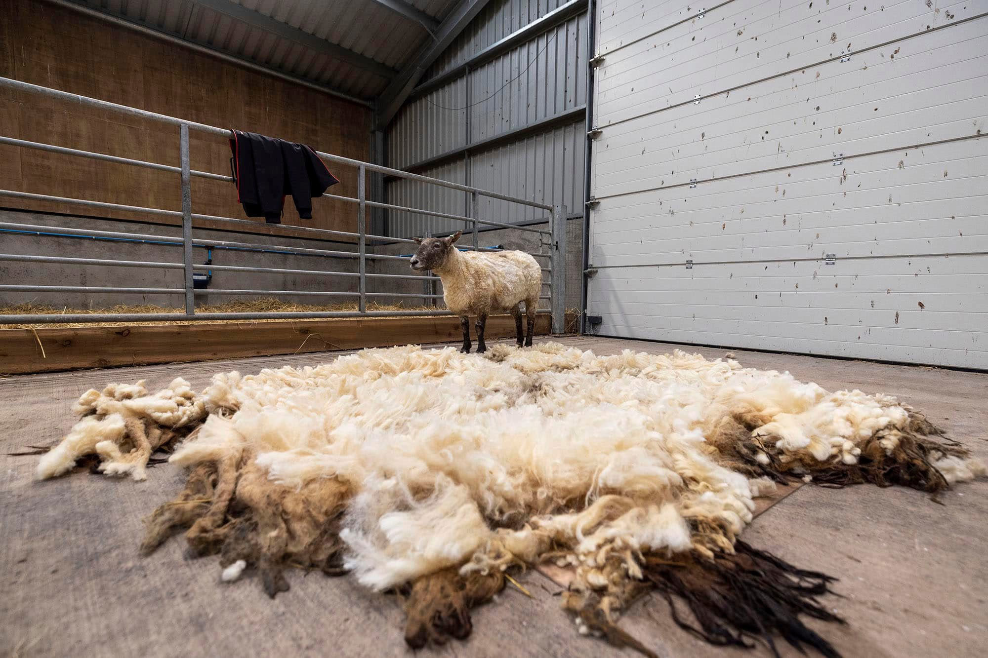 Fiona was finally shorn after she was stranded at the foot of some cliffs for at least two years.