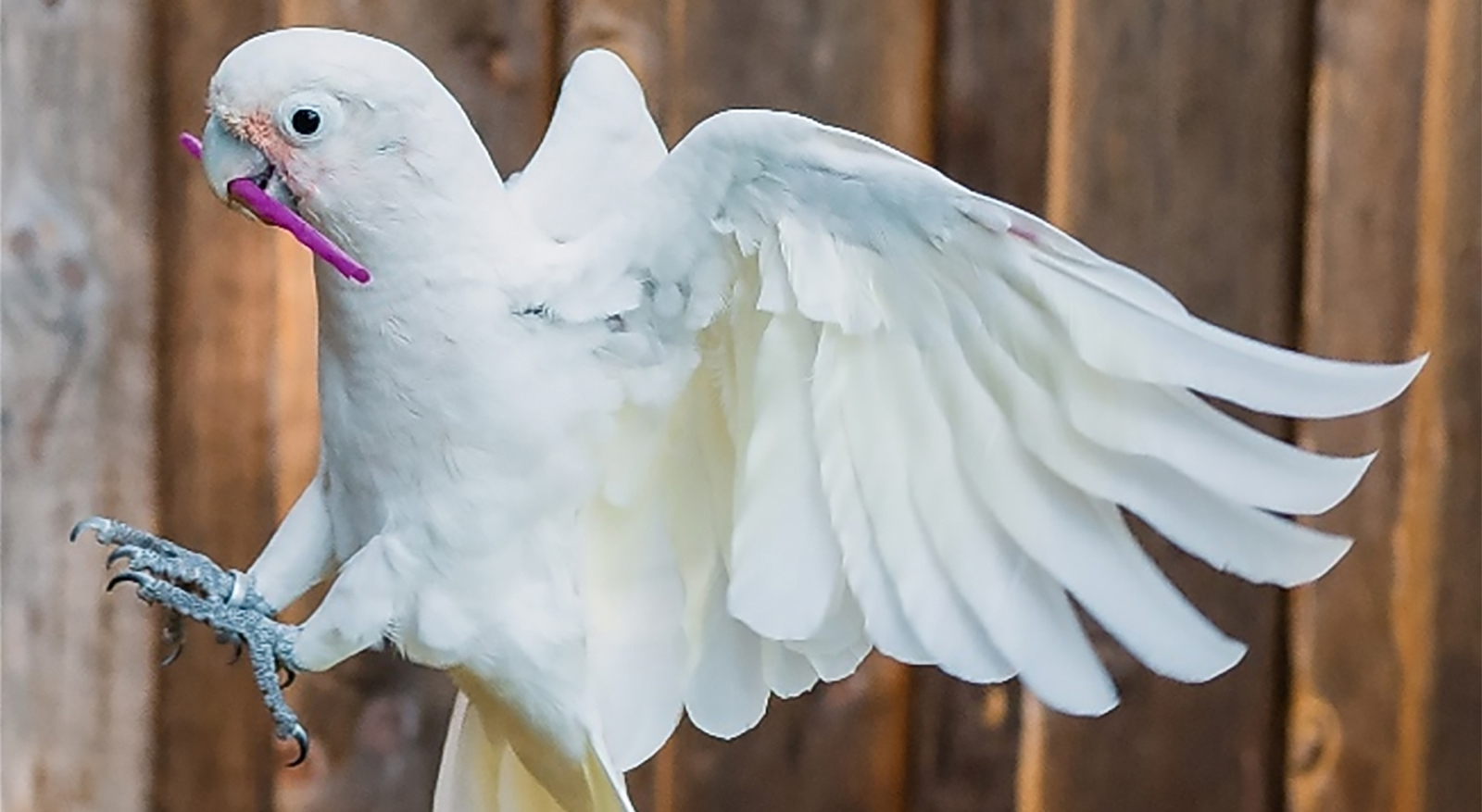 Cockatoos can not only use tools, they can carry whole toolkits