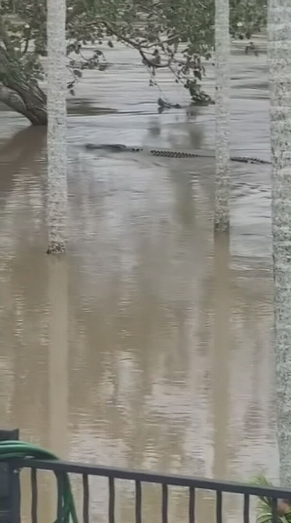 Remarkable stories have also emerged of local heroes navigating crocodile-infested waters to help strangers stuck in trees. Queensland floods.