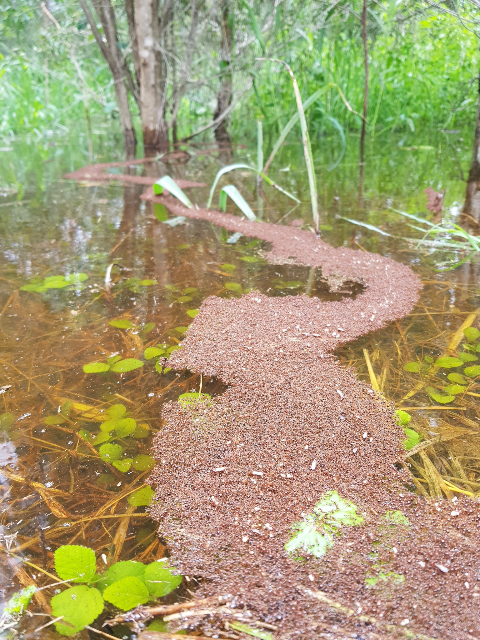 Fire ants forming life rafts in Queensland floods, 14 March 2025