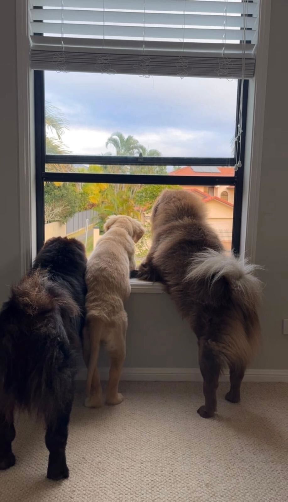 The video of three dogs landed the Australian business owner in trouble.