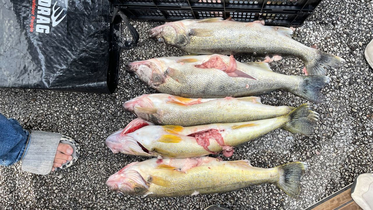 The competitors allegedly used fillet and lead balls to weigh down their walleye. Anglers win based on the weight of the fish they catch.