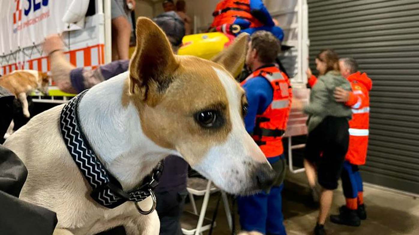 NSW SES said it's Lismore headquarters started to fill up shortly after 6am this morning. "Family, kids, and a few brave doggos delivered to our unit headquarters," they wrote. (They were) then transported by ADF to the evacuation centre at Southern Cross University."