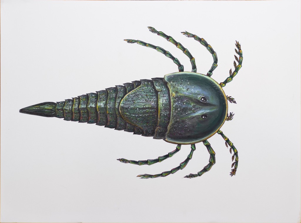 New species of sea scorpion identified in Queensland.