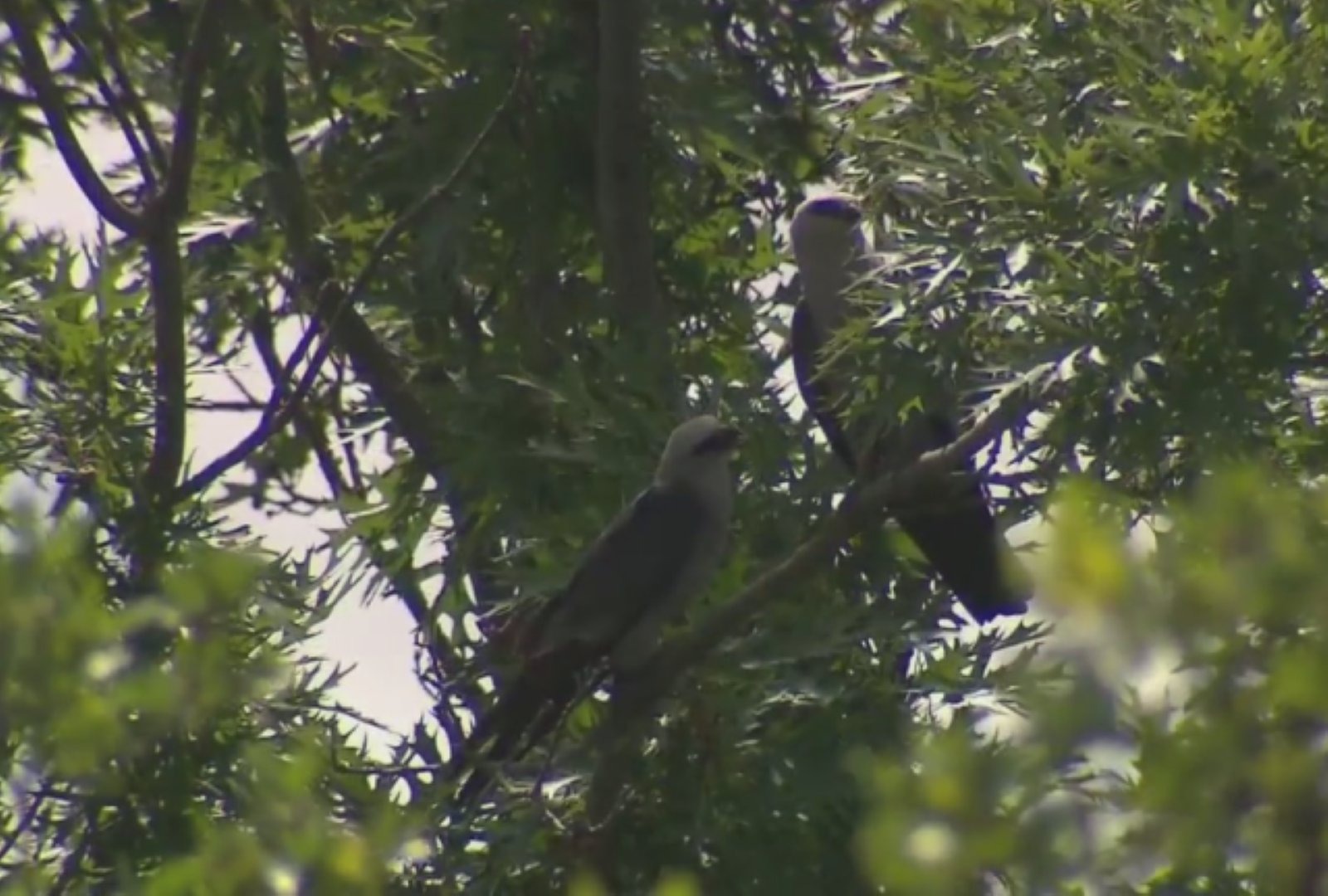 Pair of birds harassing people in Texas city