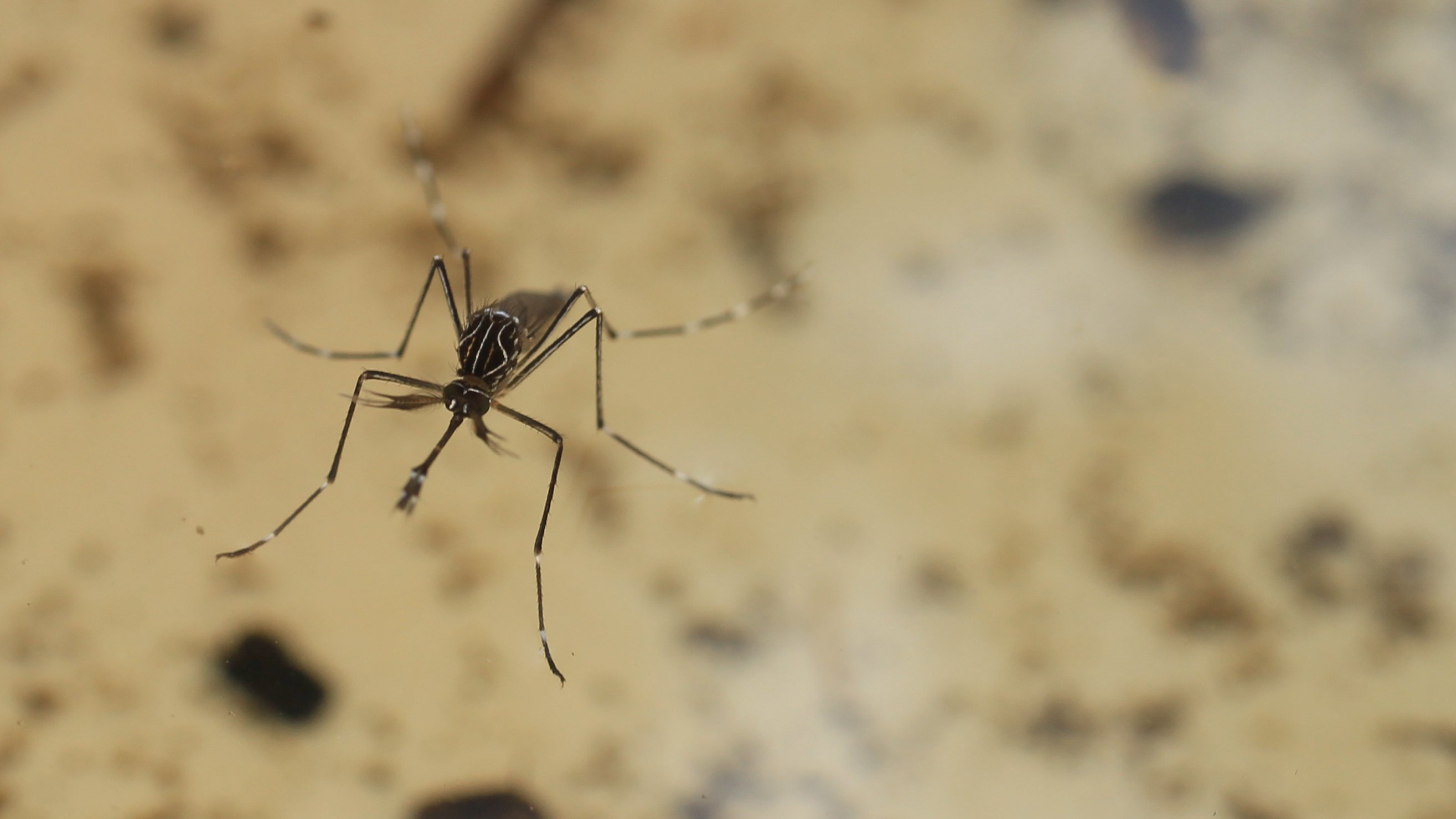 Japanese encephalitis: Health warnings issued for mosquito-borne disease  after virus detected