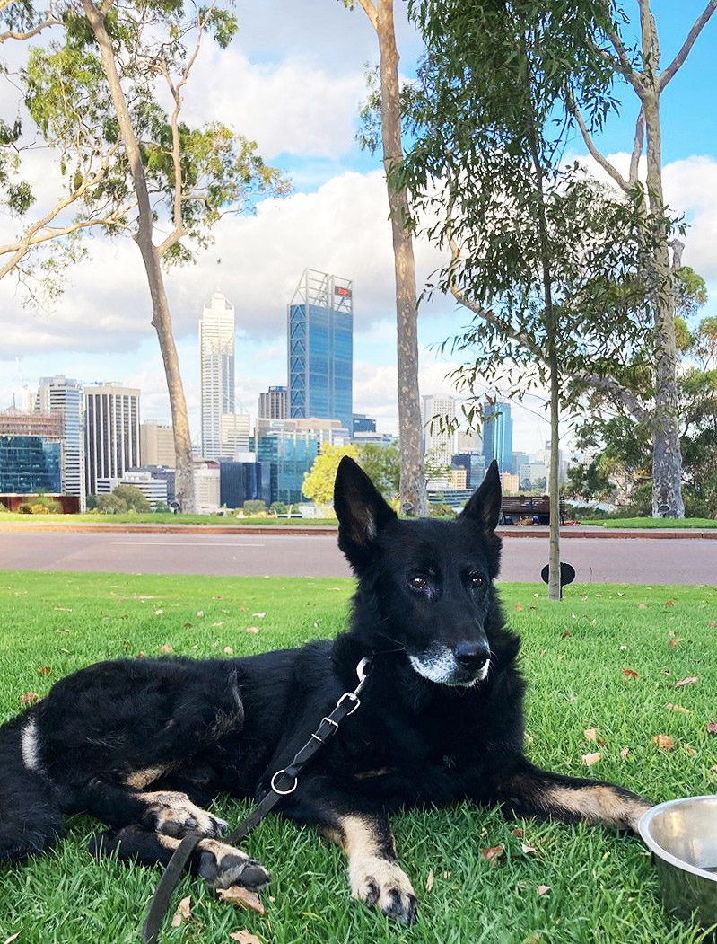 Enzo enjoyed going for swims, road trips, walks and playing with his dog toys. 