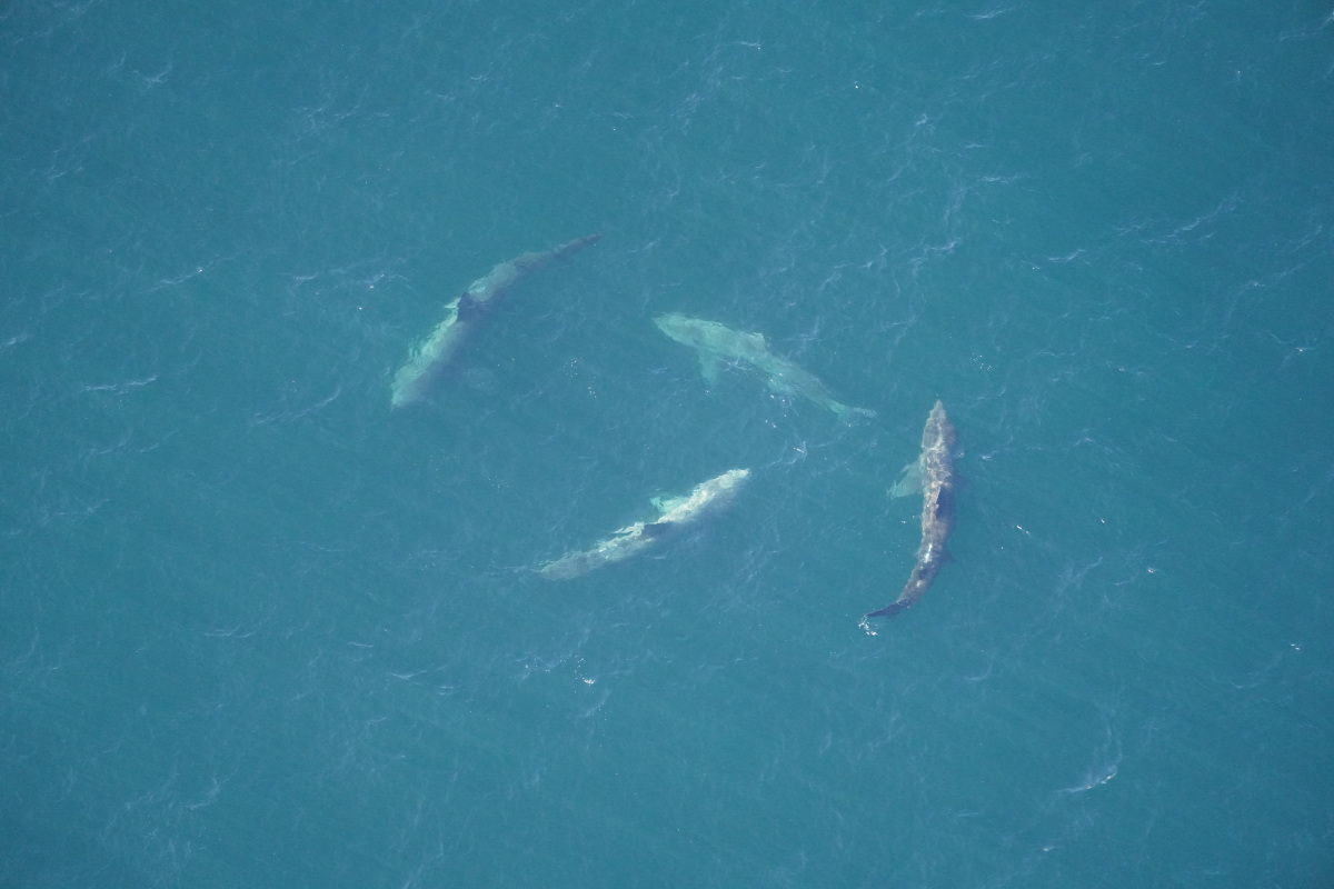 The aerial survey team spotted this group of four basking sharks swimming in a cartwheel formation on October 11, 2022.