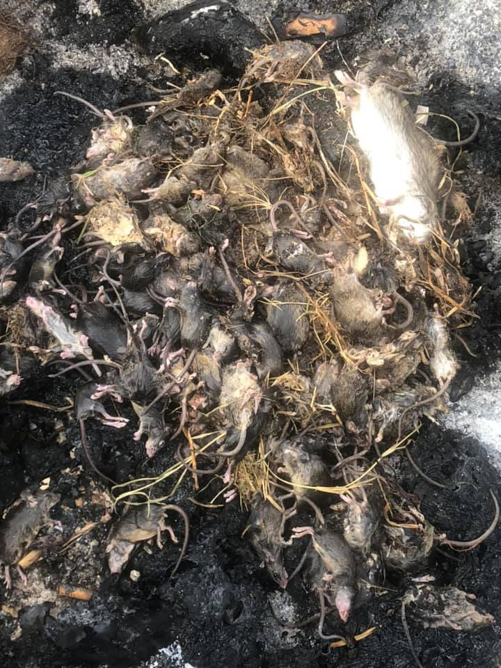 Desperate farmers are begging the government for assistance as a mouse plague across the NSW Central-West continues to rage on. Millions of rodents are invading schools, homes, and farms - and wiping out crops.