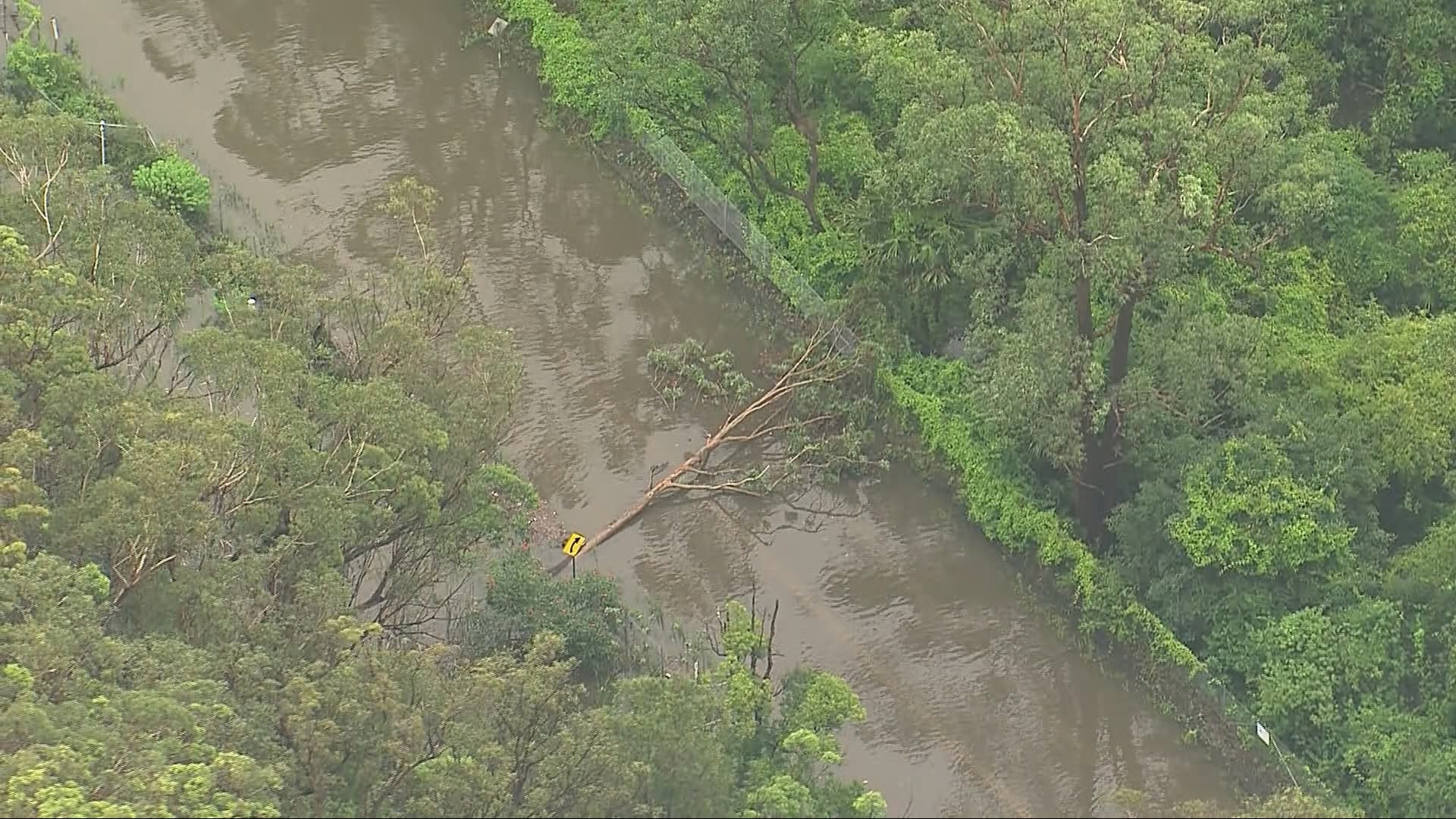 Large trees are blocking roads across Sydney.