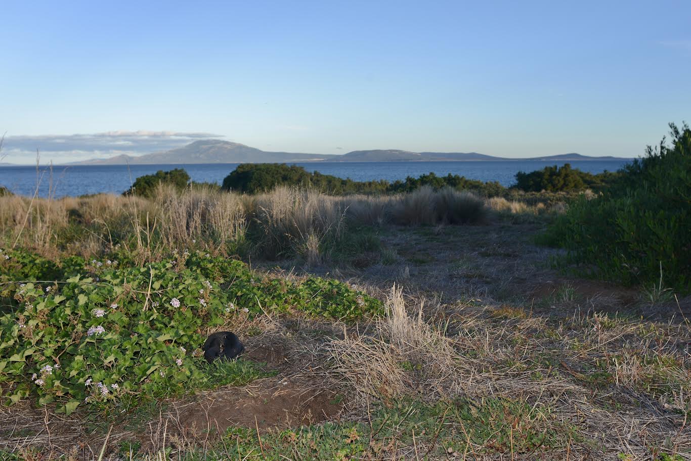 The Chappell Island tiger snakes are found throughout the Furneaux Group but Chappell Island is home to a "dense population".