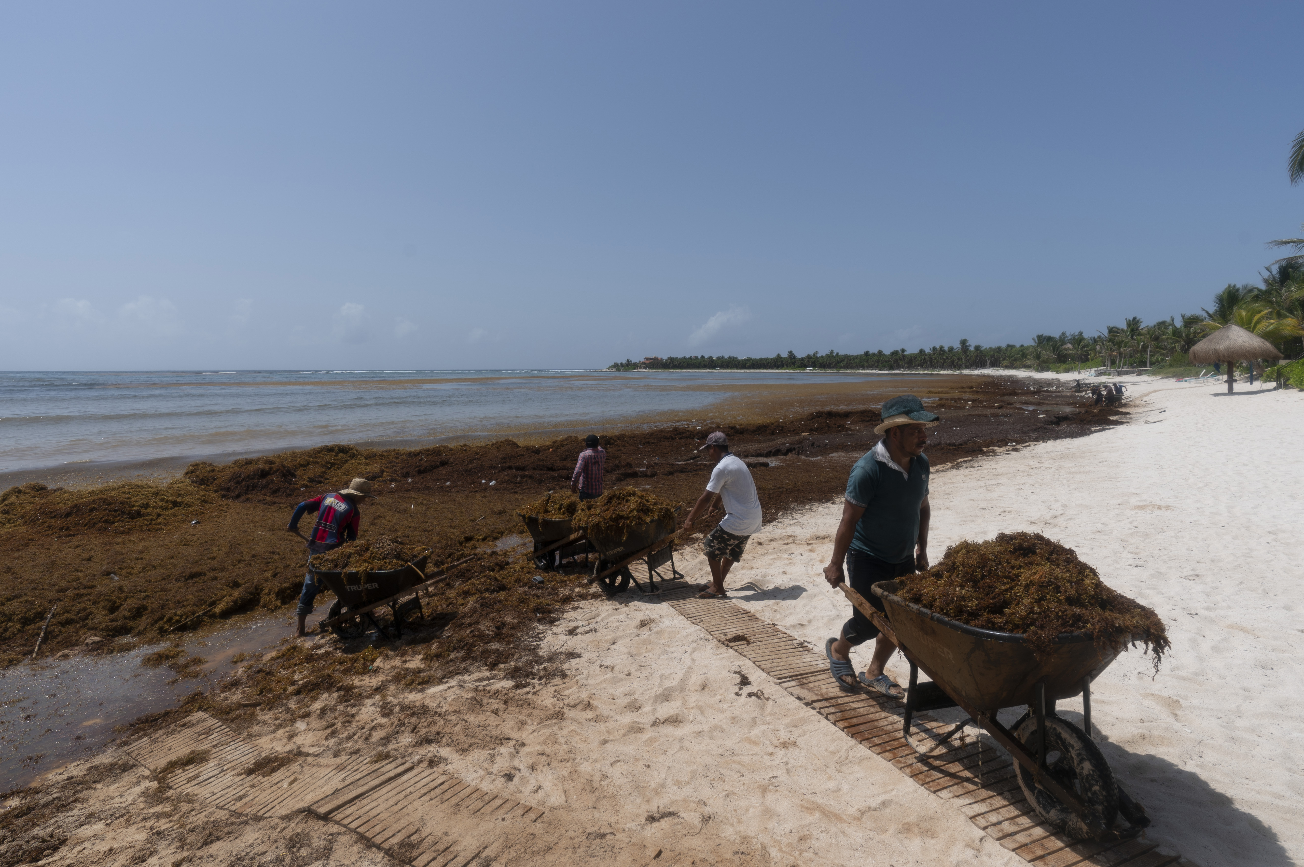 Una mancha de algas marinas del doble del ancho de los EE. UU. se dirige hacia Florida