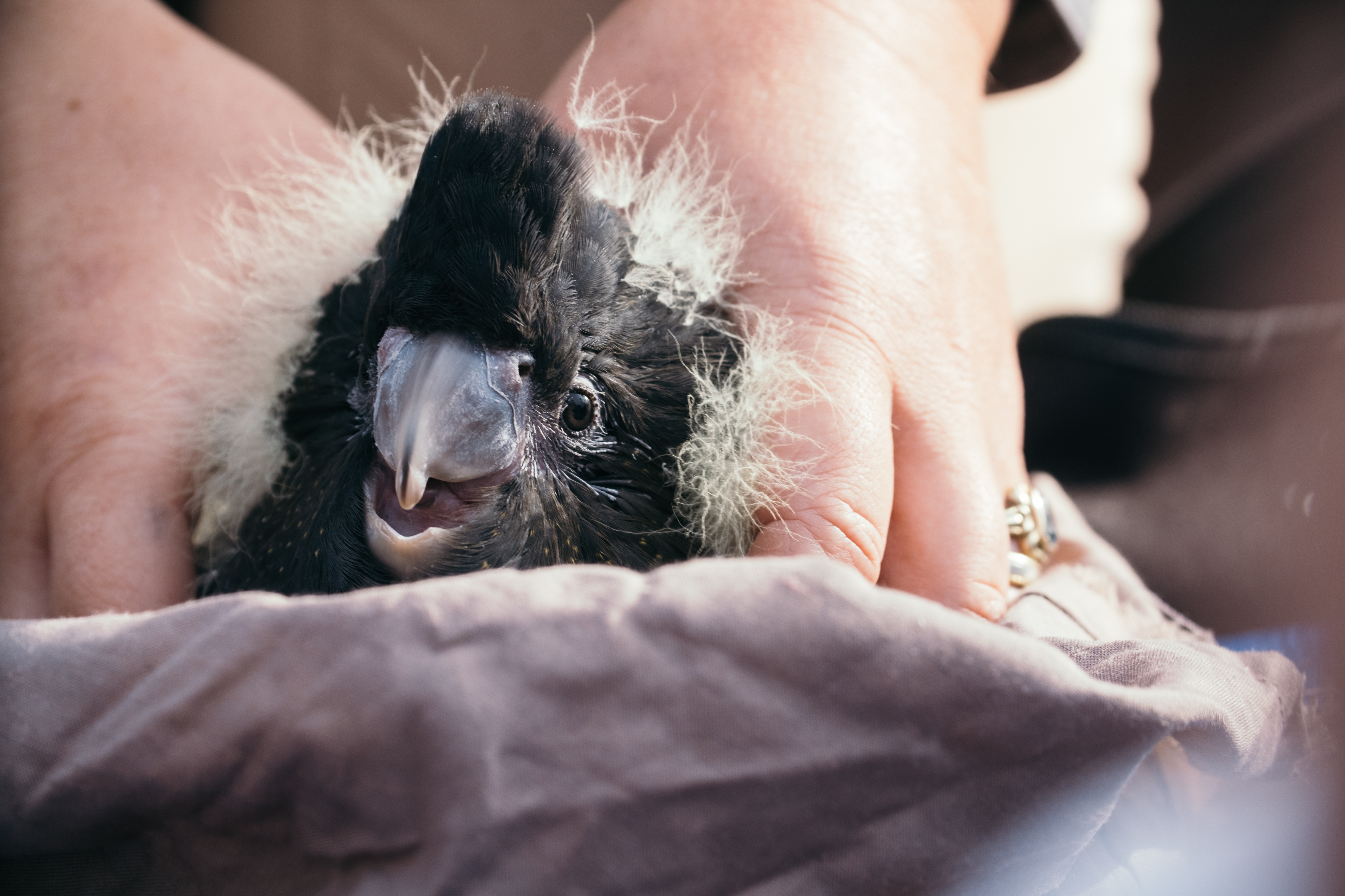 There are signs of hope for one of Australia's rarest black cockatoo species.