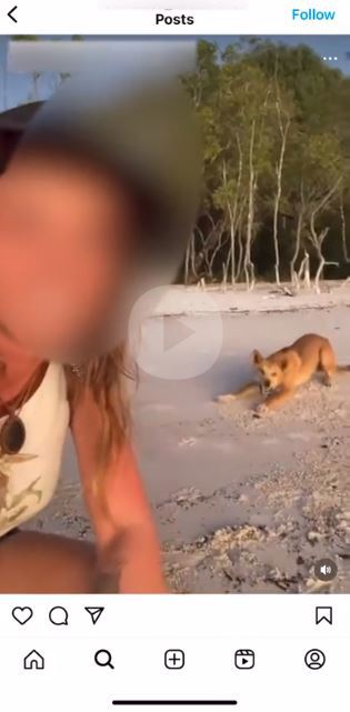 A 25-year-old Queensland woman was hit with a $2300 penalty notice after her encounter with a dingo on K'gari (Fraser Island) was posted online.