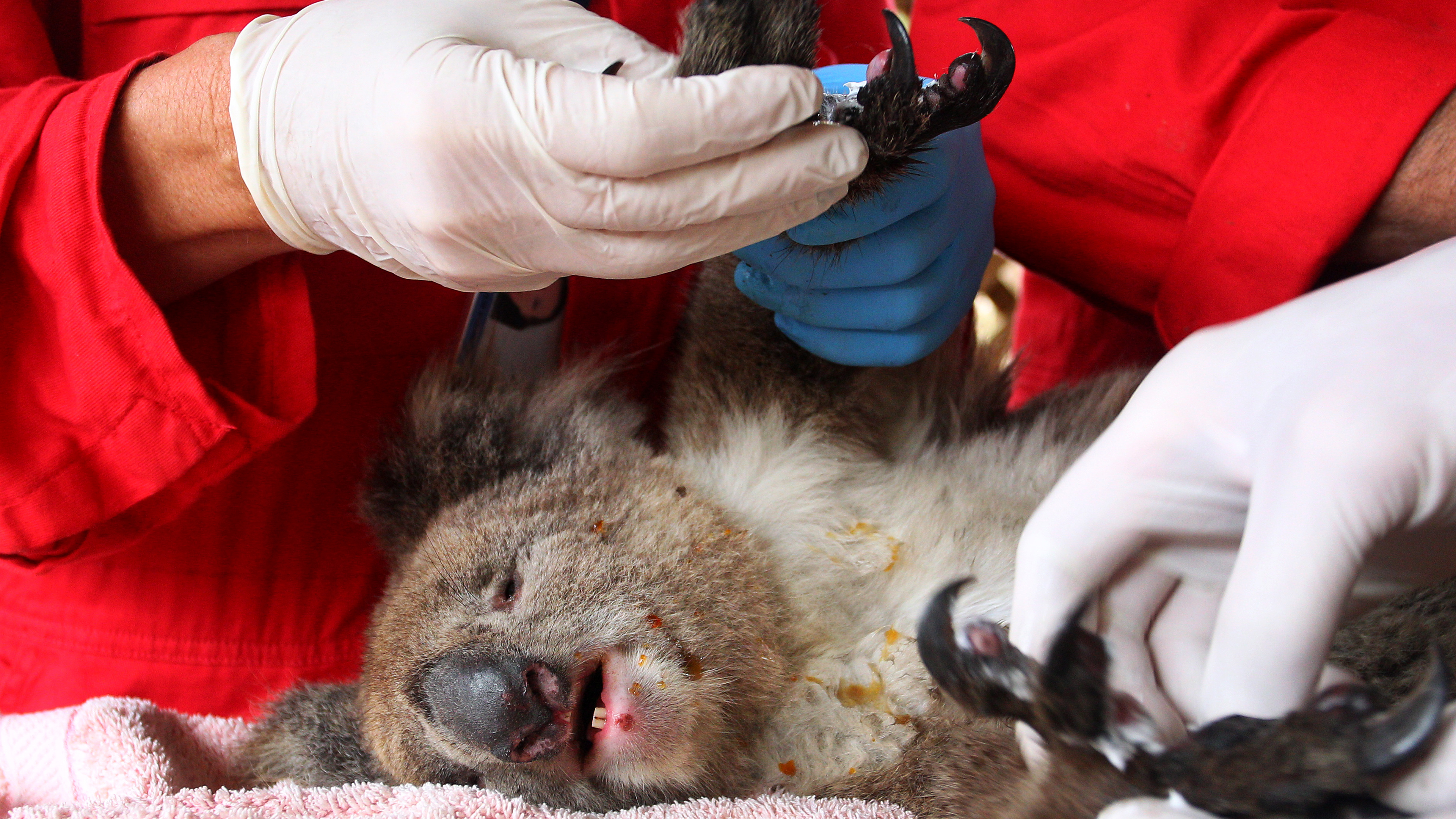 An injured koala is treated at the Kangaroo Island Wildlife Zoo in January 2020.