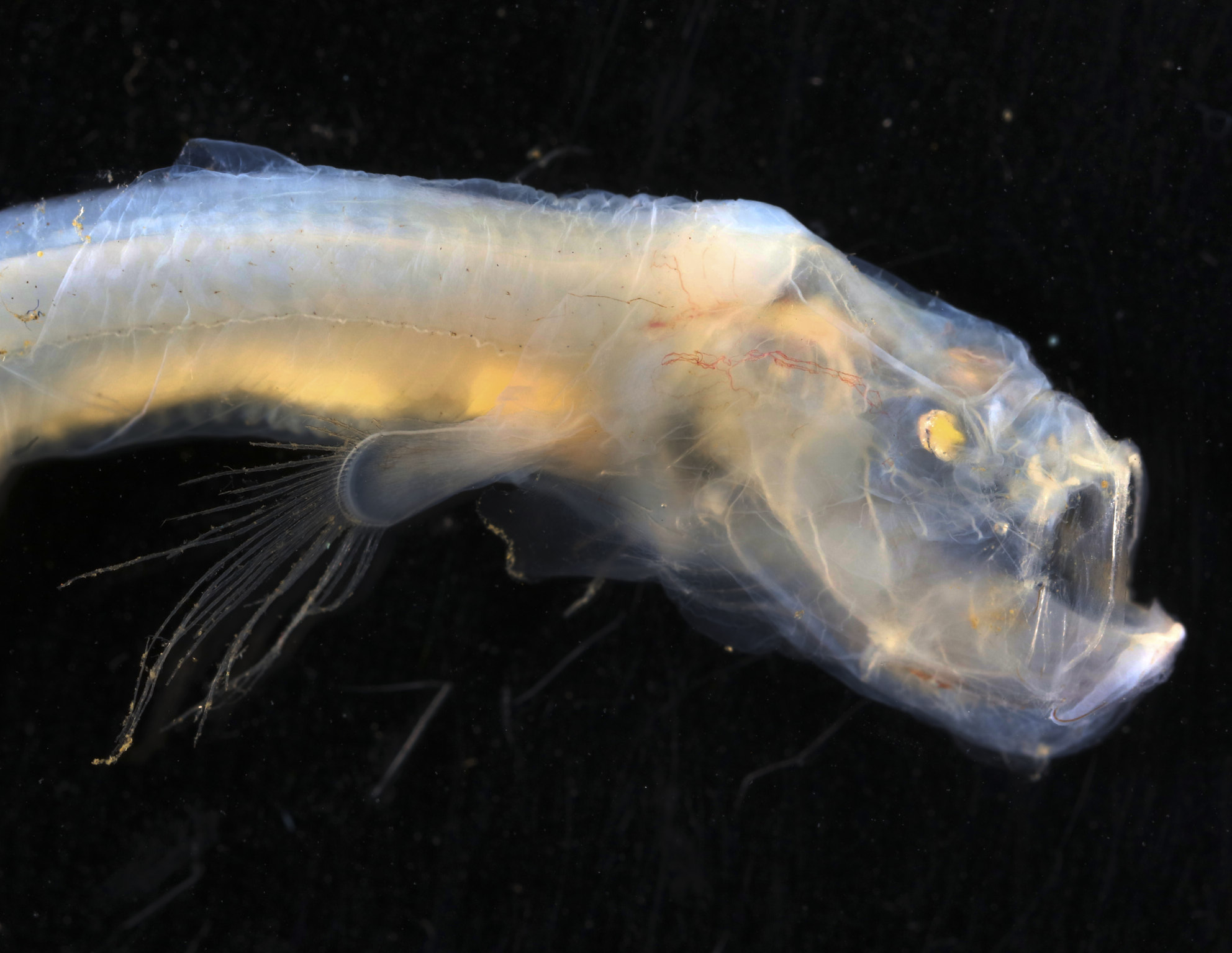 This previously unknown blind eel is called Sciadonus. It was collected from a depth of about 5 km amd is covered in loose, transparent, gelatinous skin.
