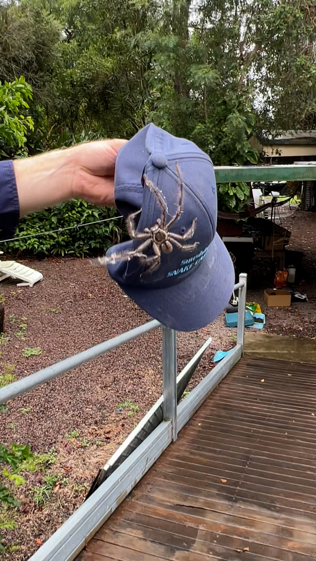 The Sunshine Coast Snake Catchers owner didn't expect to find was "one of the biggest spiders" he has ever seen in his career.