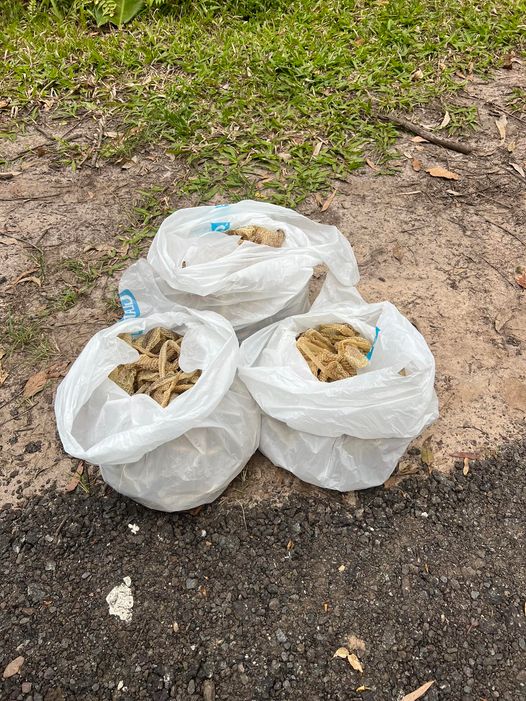 Luke Huntley from Snake Catcher Noosa was called to a property in Tinbeerwah for a roof inspection which "turned out to be quite the handful".