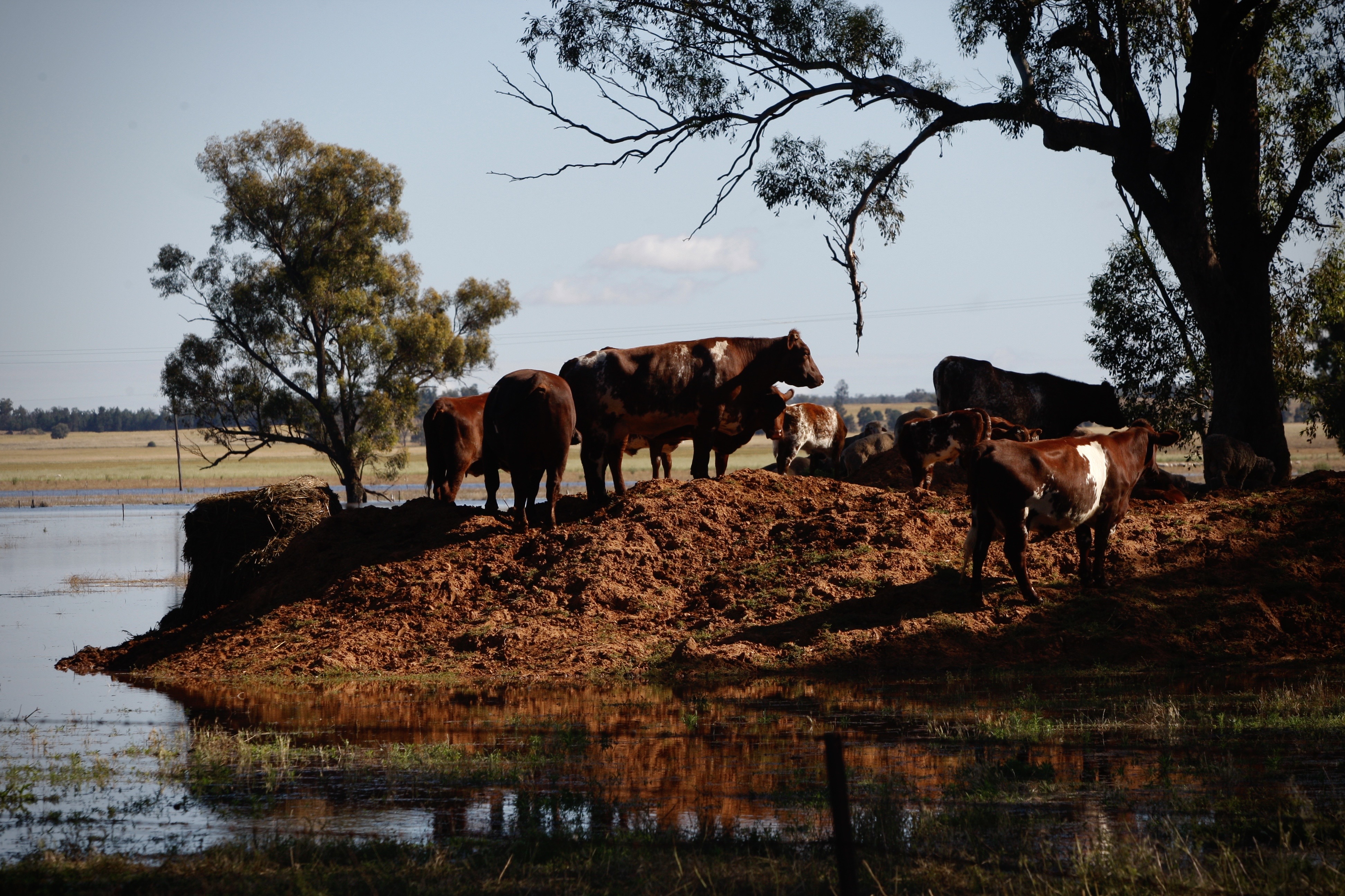 Gooloogong was cut off and isolated from floodwaters after the Lachlan River peaked.