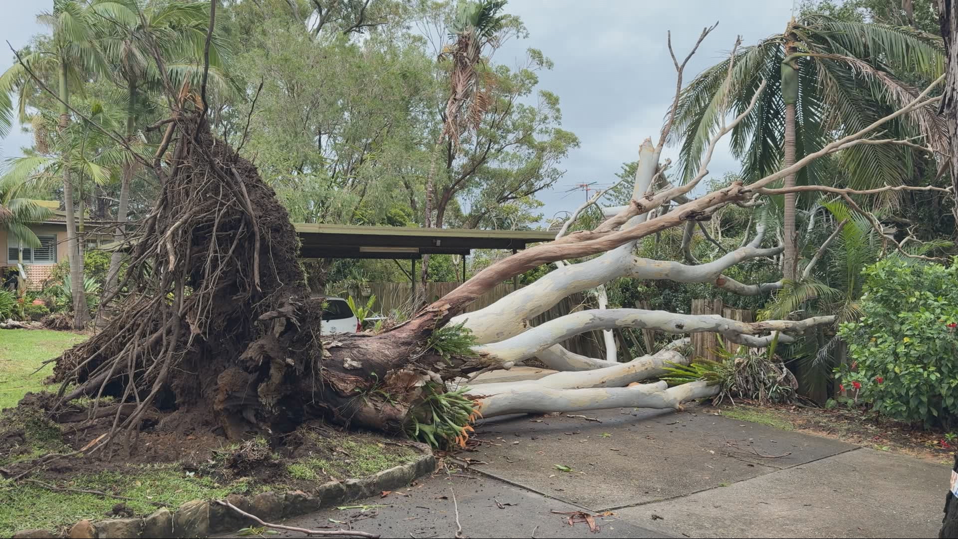 One house in Mona Vale on Sydney's North Shore narrowly avoided being crushed by a tree.