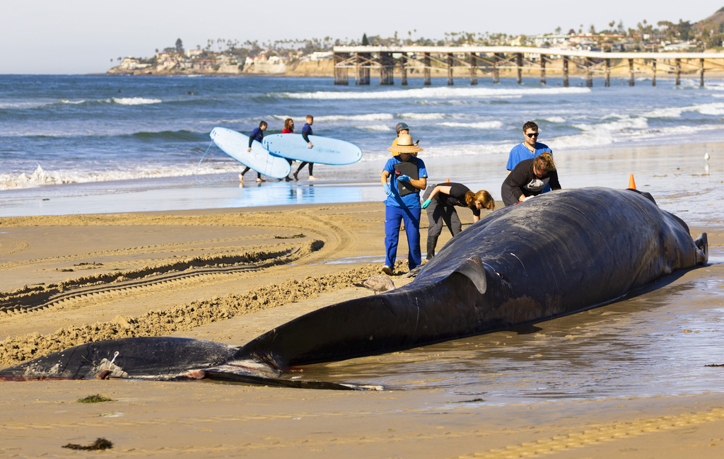 Investigadores del Centro de Ciencias Pesqueras del Suroeste de la NOAA inspeccionaron una ballena de aleta hembra de 52 pies de largo que murió y llegó a Mission Beach el domingo 10 de diciembre de 2023 en San Diego.  Las autoridades dijeron que no había señales obvias que condujeran a la causa de la muerte.  (KC Alfred/The San Diego Union-Tribune vía AP)