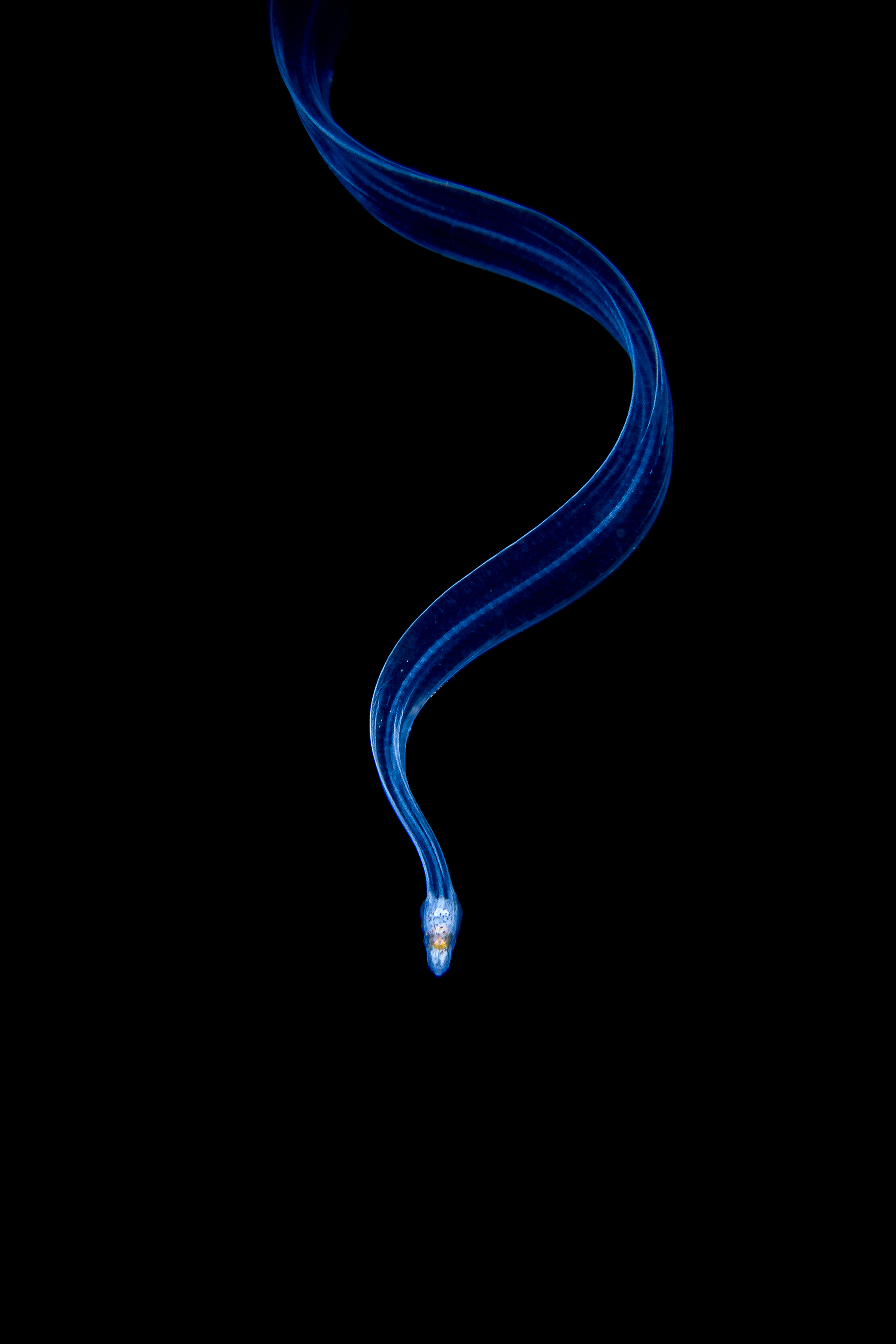 Eel larvae in Lembeh, Indonesia.